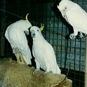 AUS NT RossRiver 1991DEC 023  White cockatoo's, better known as Major Mitchell's, living in some of the huge bird cages at Ross River. : 1991, Australia, Date, December, Month, NT, Places, Ross River, Year
